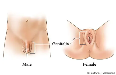 Наружные половые органы