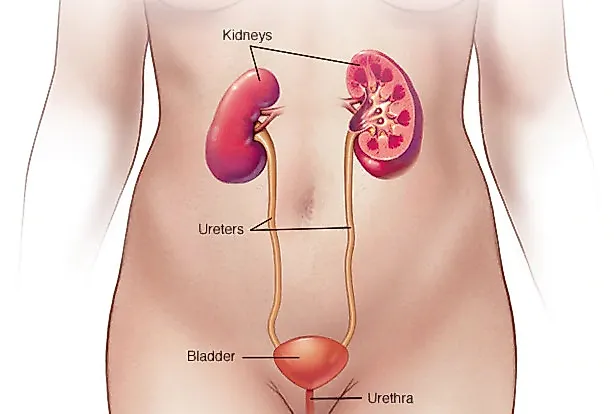 Заболевания мочевых путей у женщин