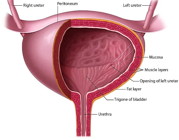 Повреждения мочевого пузыря