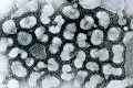 Бессимптомное течение птичьего гриппа H5N1 у коров обнаружено в США