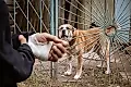 Бешенство: мифы, факты и экстренная защита. Что нужно знать каждому
