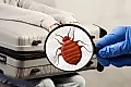 Как избавиться от блох и клопов: эффективные методы и профилактика