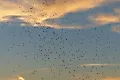 Укусы мошек: скрытая опасность и защита