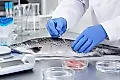 Опасные паразиты в пресноводной рыбе: как защитить себя и семью