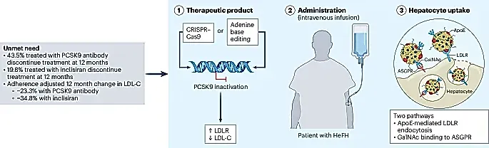 Редактирование генов: прорыв в лечении наследственного холестерина