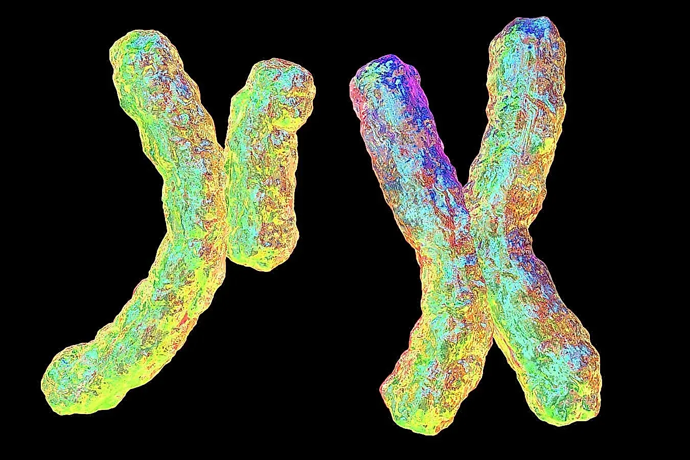 Эгоистичная Y-хромосома: почему в некоторых семьях рождаются только мальчики