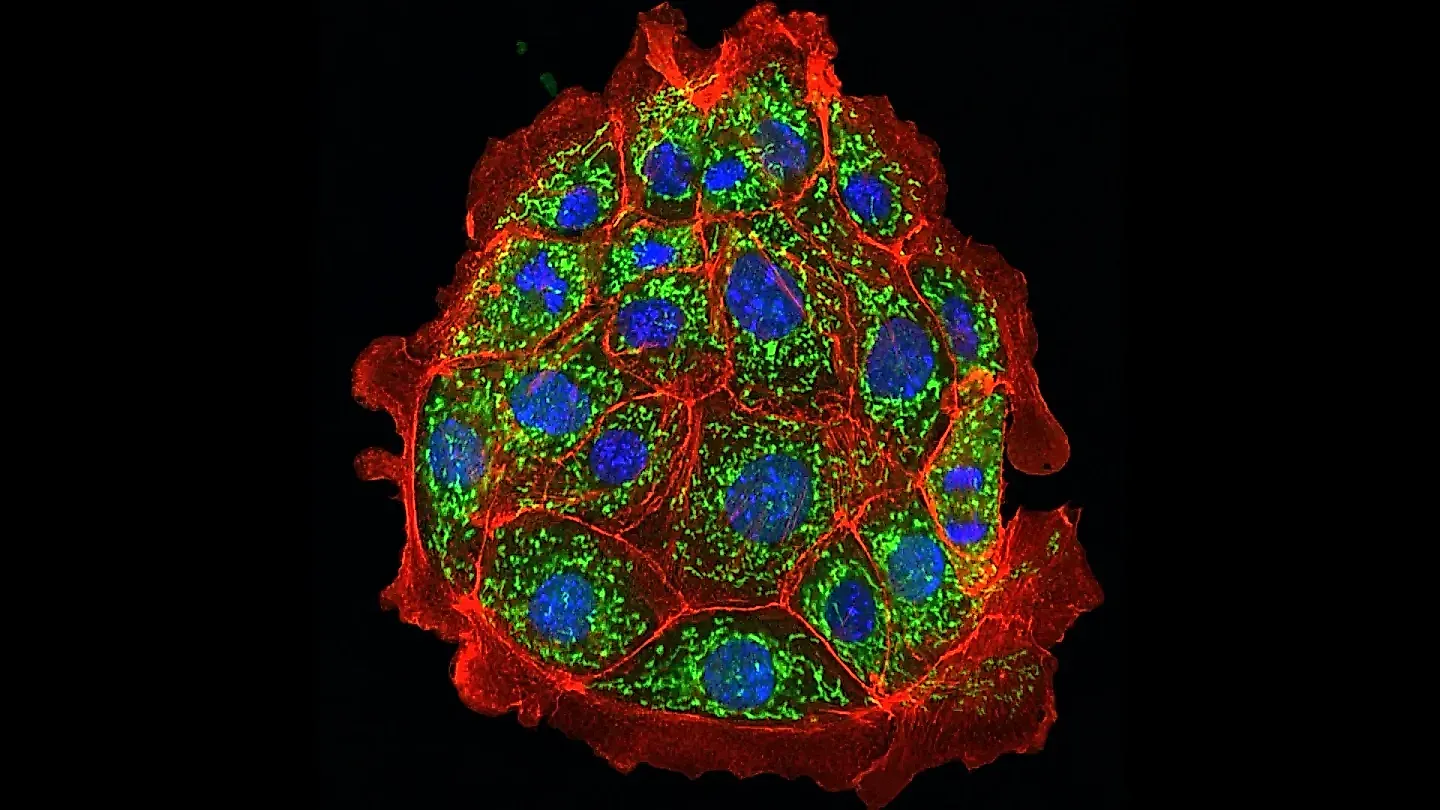 Учёные восстановили почки у мышей. Что это значит для нас?