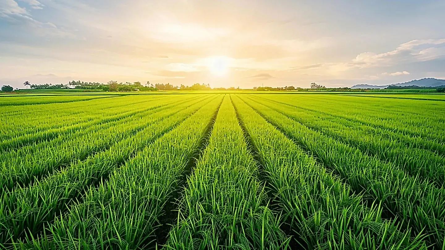 Наноселен: как крошечный минерал может накормить планету