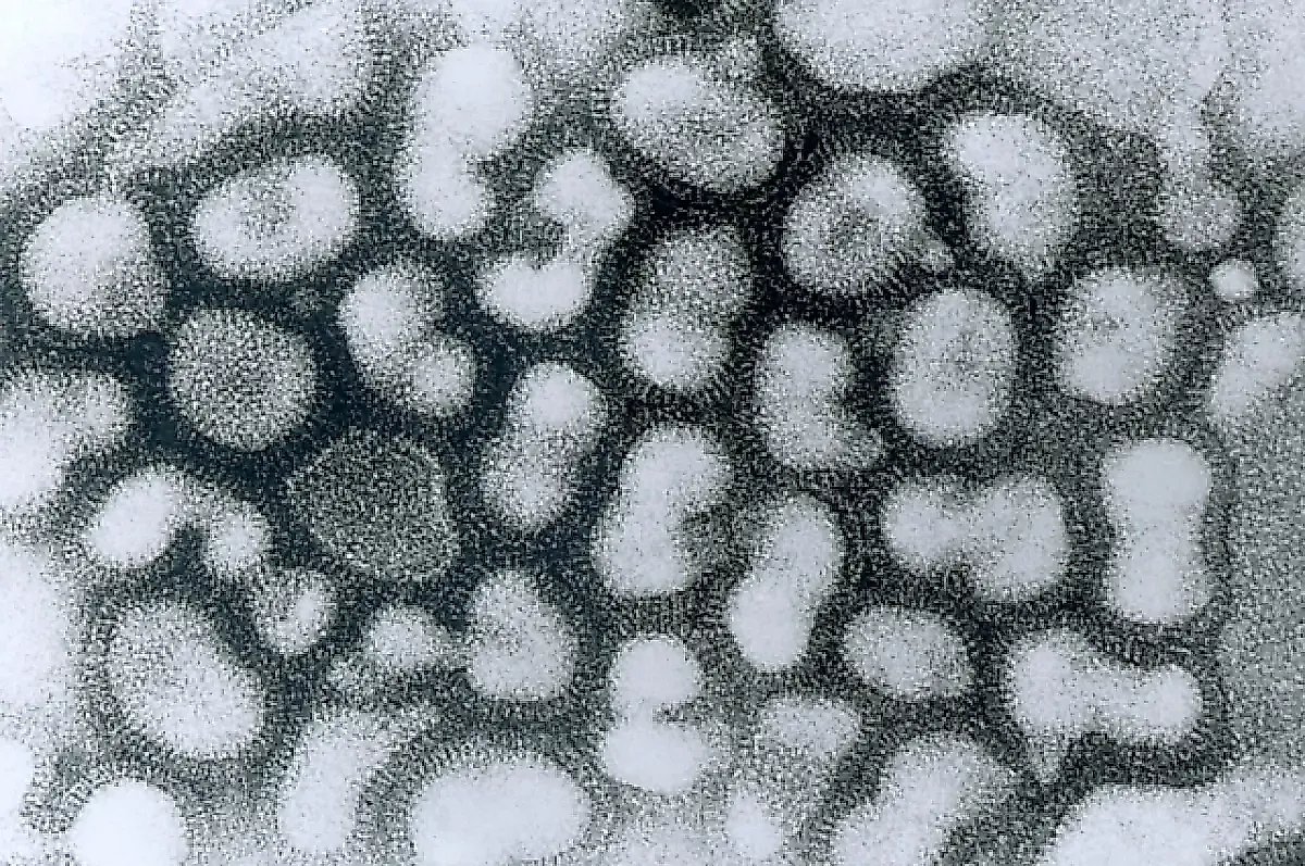 Бессимптомное течение птичьего гриппа H5N1 у коров обнаружено в США