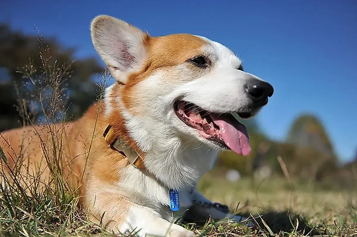Ожирение у собак: почему лишний вес опасен для здоровья питомцев, особенно для корги