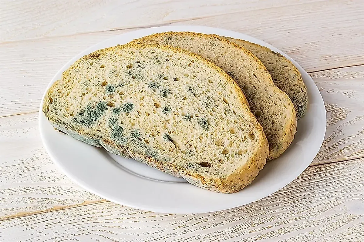 Плесень в хлебе: почему появляется, какой хлеб опаснее и как избежать отравления