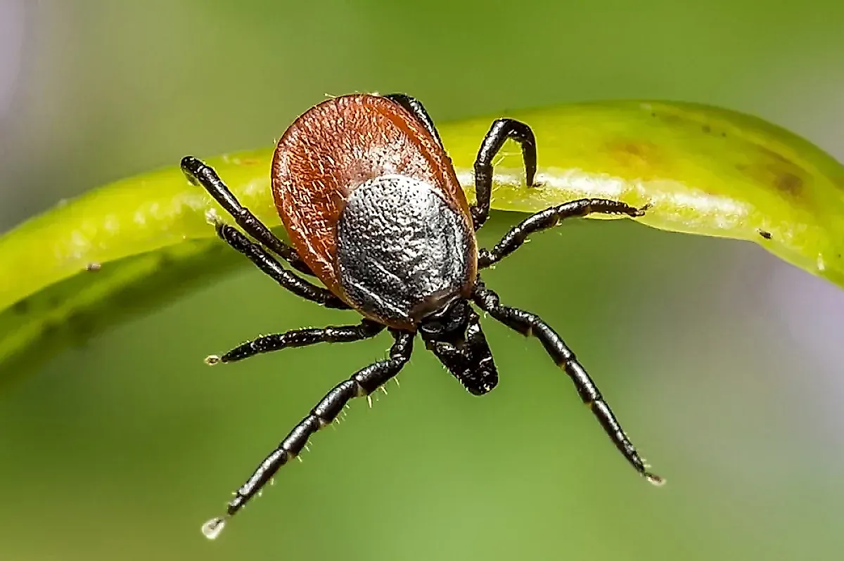 Куда чаще всего кусают клещи: советы врача по защите и действиям при укусе