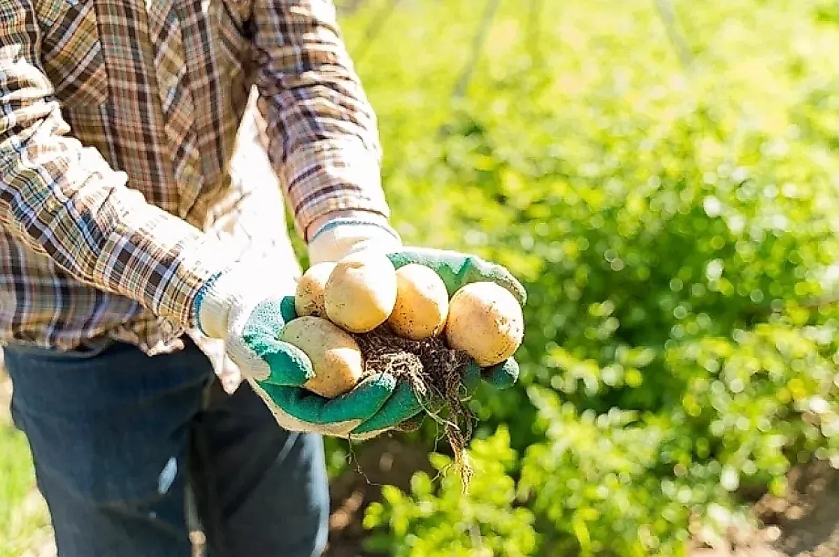 Картофельная кожура: польза и вред для здоровья. Советы биолога Опарина