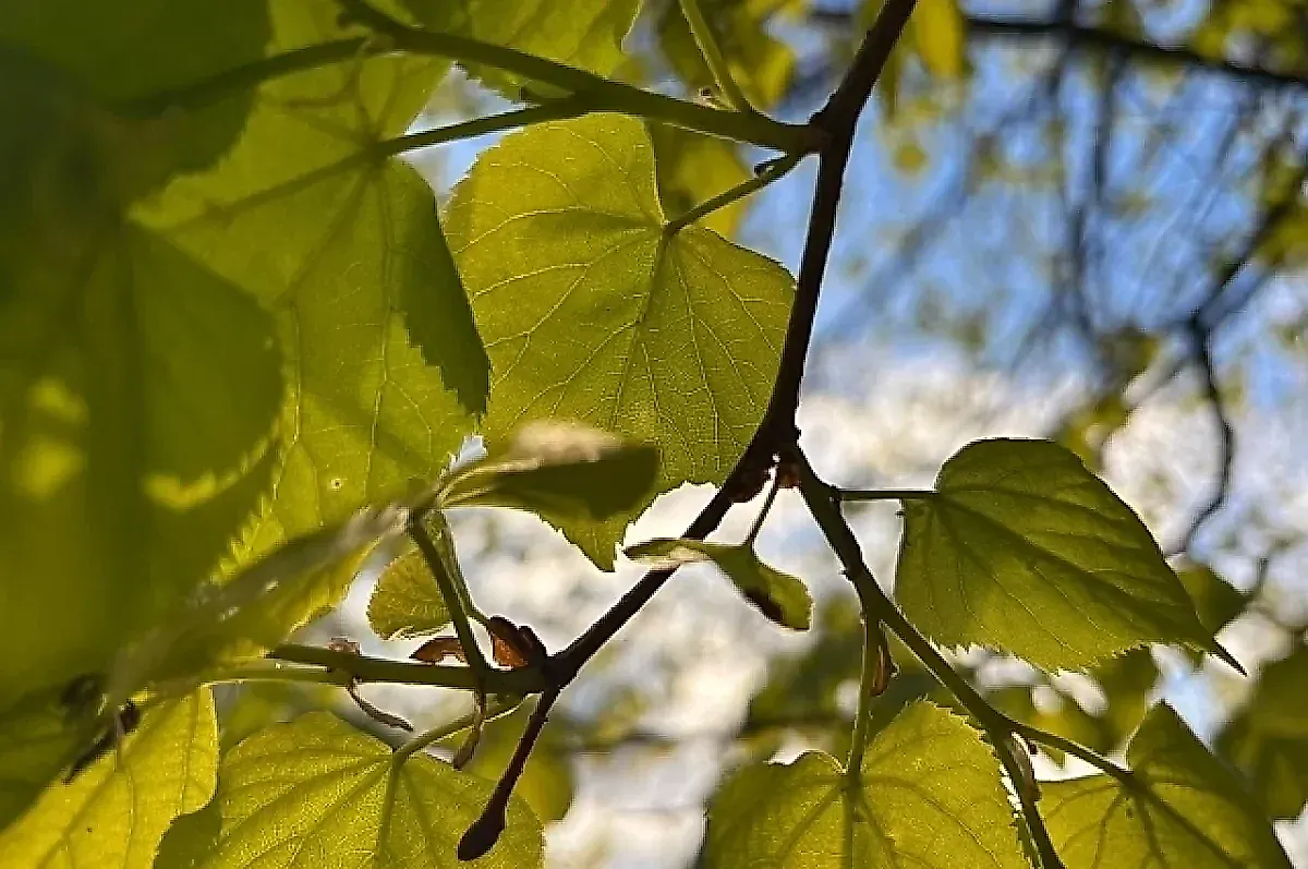 Весеннее пробуждение организма: как гормоны и свет влияют на настроение и энергию
