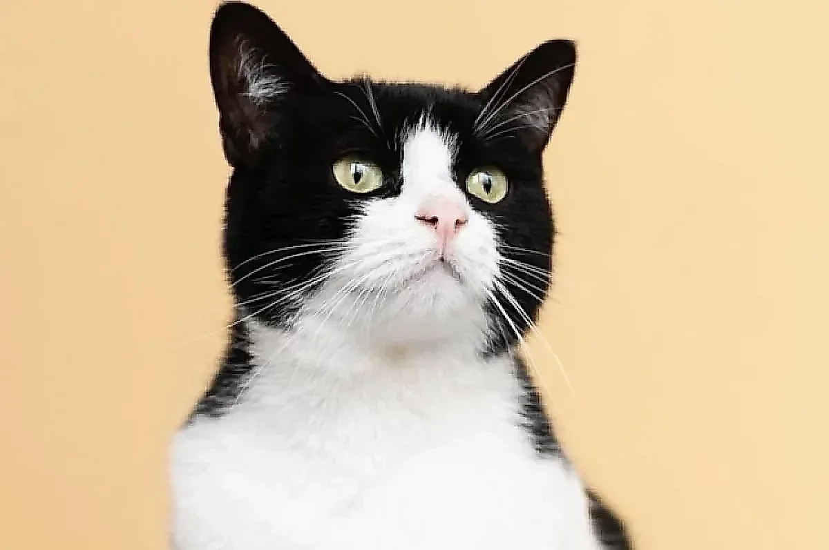 Скрытые болезни кошек: какие инфекции опасны для человека и как защитить питомца