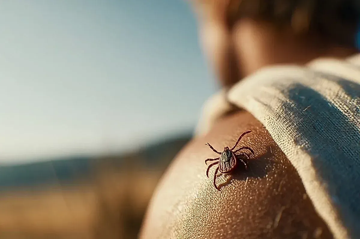 Клещевые инфекции: симптомы, опасность и защита от укусов клещей в России