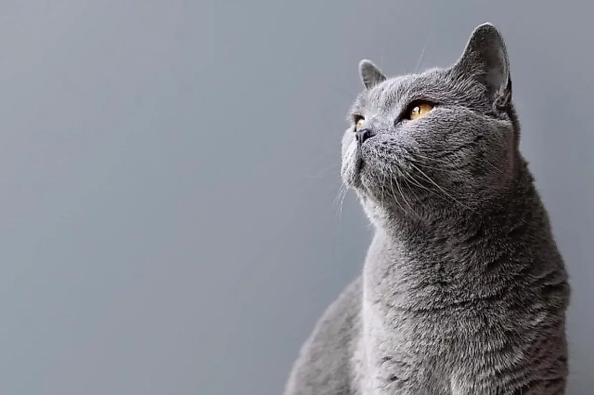 Фелиноз: как игра с кошкой может привести к серьезной инфекции и что делать при царапинах