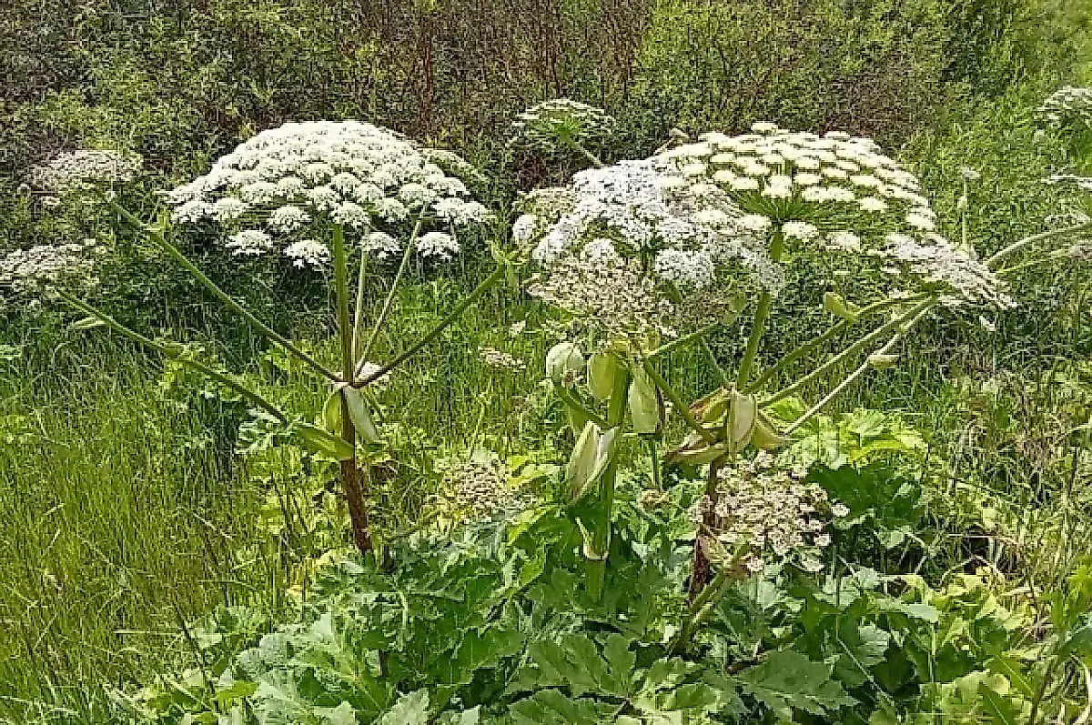 Борщевик: чем опасен сок растения и как защититься от ожогов и аллергии