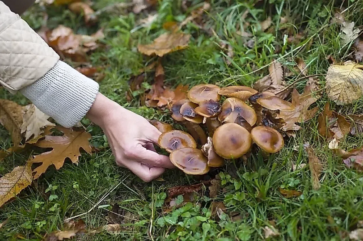 Весенние грибы: опасность первых сморчков и строчков, симптомы отравления и правила безопасности