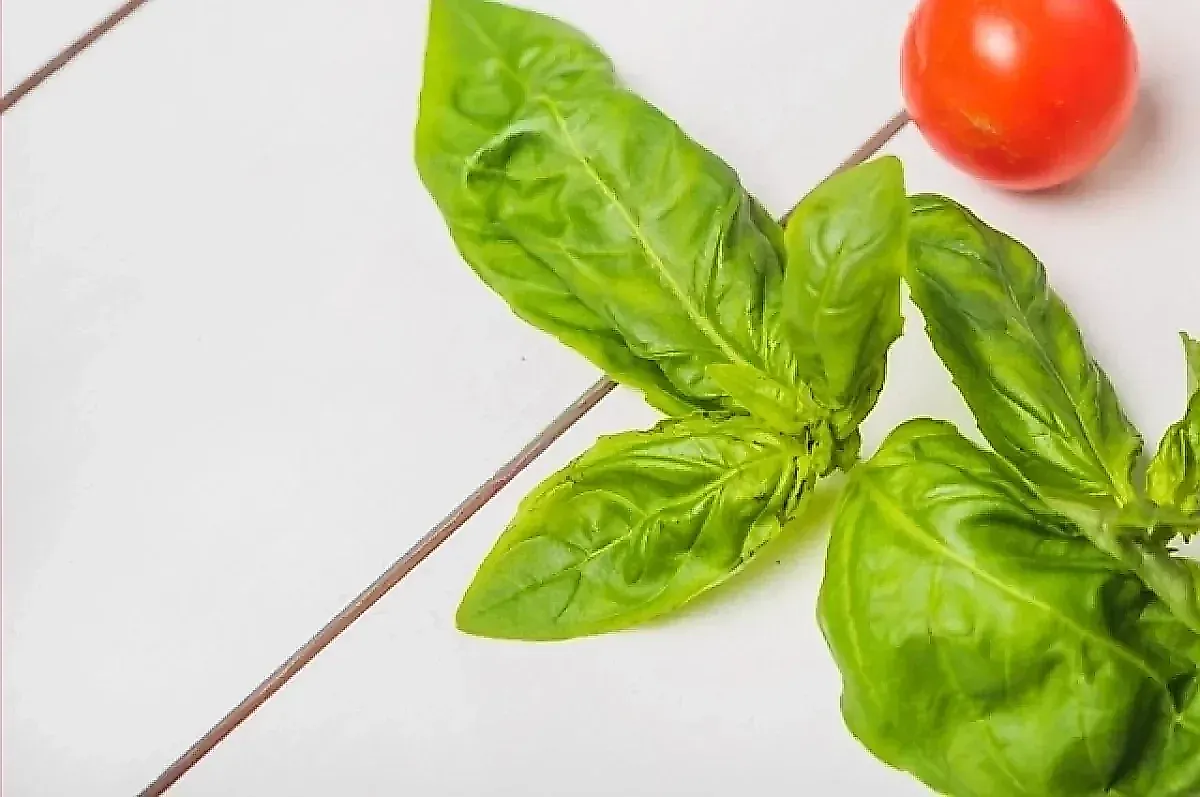 Базилик против старения: как пряная зелень улучшает память и здоровье сосудов