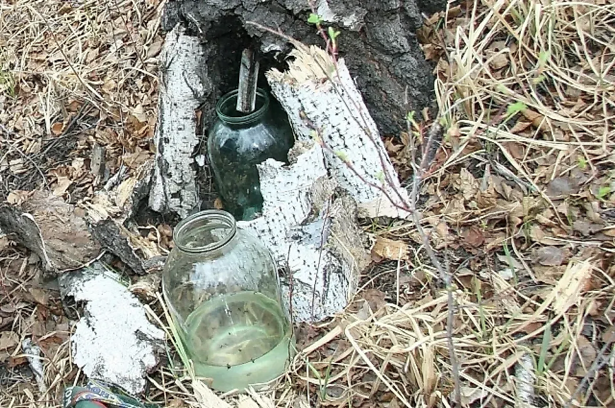 Березовый сок: польза и вред, противопоказания, как правильно собирать и пить