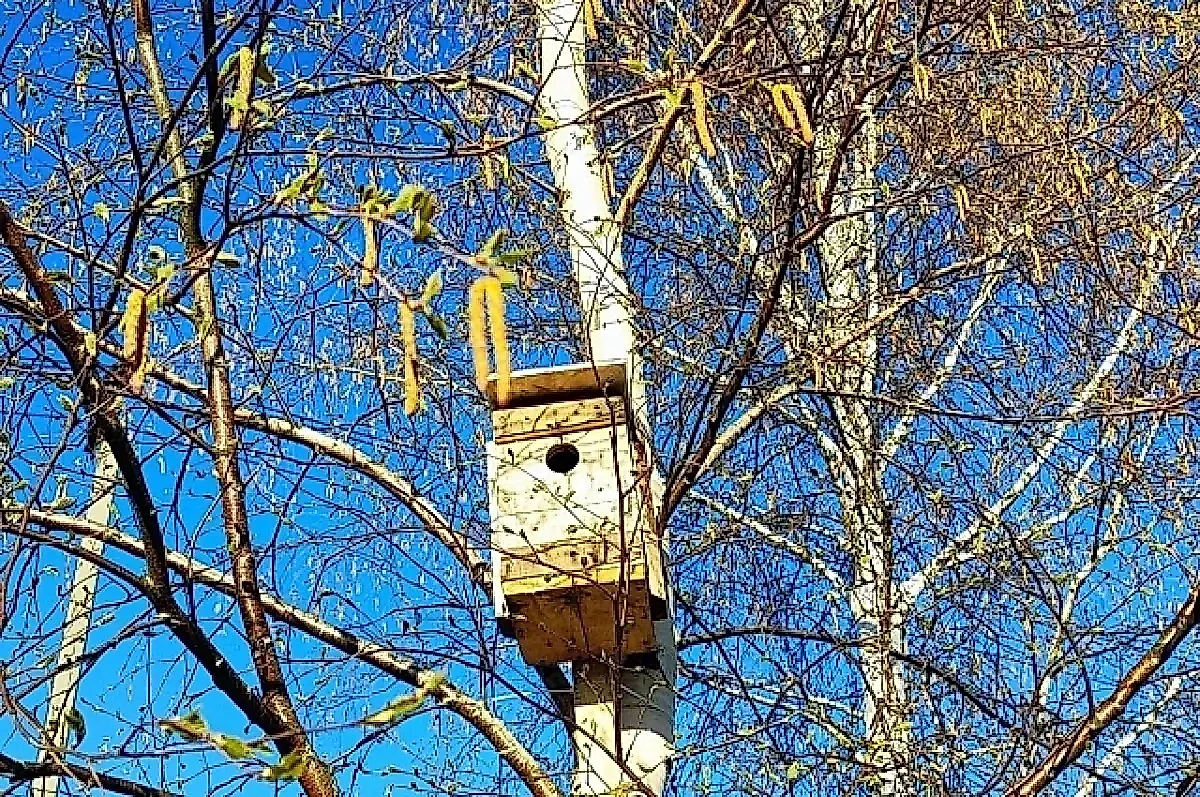 Весенние аллергены в России: береза, орешник и ольха — главные угрозы