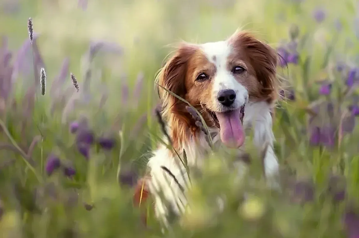 Почему шашлык опасен для собак: советы ветеринара