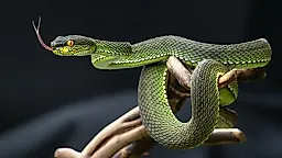 Как змеиная моча может помочь в лечении подагры и камней в почках