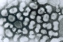 Бессимптомное течение птичьего гриппа H5N1 у коров обнаружено в США