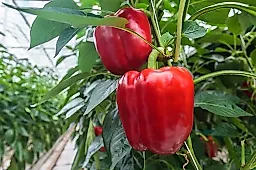 Сладкий перец снижает риск болезни Паркинсона на 50%: советы нутрициолога