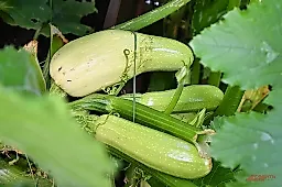 Кабачки: скрытая польза для здоровья, о которой молчат диетологи