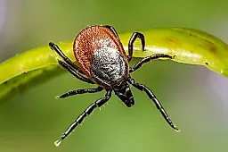 Куда чаще всего кусают клещи: советы врача по защите и действиям при укусе