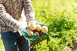 Картофельная кожура: польза и вред для здоровья. Советы биолога Опарина