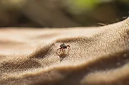 Клещи-мутанты и сезон активности: как защититься от укусов и инфекций