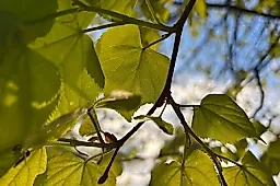 Весеннее пробуждение организма: как гормоны и свет влияют на настроение и энергию