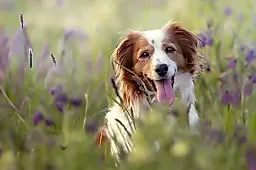 Почему питомец «симулирует» болезнь: объяснение ветеринарного эксперта и как отличить от реального недомогания