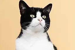 Скрытые болезни кошек: какие инфекции опасны для человека и как защитить питомца