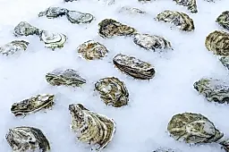 Устрицы для мозга и здоровья: чем полезны морепродукты по мнению нутрициолога Гузман
