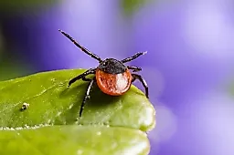 Укус клеща: что делать сразу и в первые 72 часа по рекомендациям врача Станиславы Чечулиной