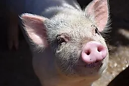 Новый метод лечения деменции: сперма свиней против гематоэнцефалического барьера