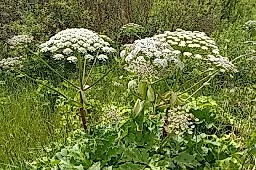 Борщевик: чем опасен сок растения и как защититься от ожогов и аллергии