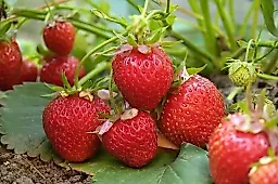 Ранняя клубника и антибиотики: правда о безопасности ягод от врача Елены Грек