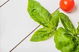 Базилик против старения: как пряная зелень улучшает память и здоровье сосудов