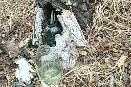 Березовый сок: польза и вред, противопоказания, как правильно собирать и пить