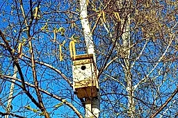 Весенние аллергены в России: береза, орешник и ольха — главные угрозы