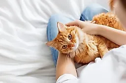 Опасность щавеля для кошек: мнение эксперта о травах в саду