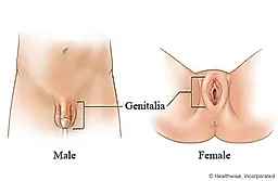 Наружные половые органы