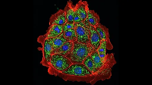 Учёные восстановили почки у мышей. Что это значит для нас?