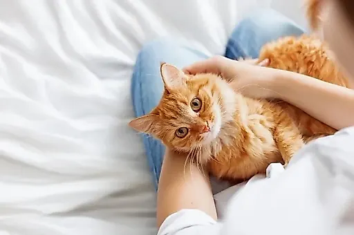 Кошки не ухудшают течение астмы у детей: результаты масштабного исследования