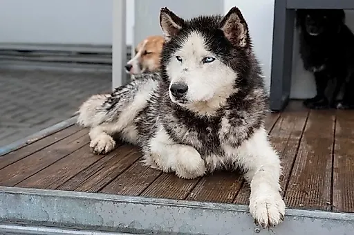 Правда о слюне собак: почему нельзя позволять питомцу зализывать раны? Объясняет ветеринар